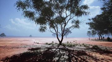 árboles del desierto en las llanuras de África bajo un cielo despejado y suelo seco video