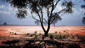árboles del desierto en las llanuras de África bajo un cielo despejado y suelo seco video