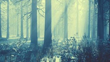 forêt d'hiver mystique avec de la neige et des rayons de soleil traversant les arbres video