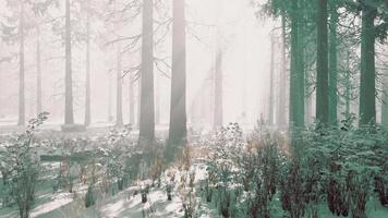mystisk vinterskog med snö och solstrålar som kommer genom träd