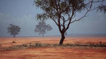 woestijnbomen in vlaktes van afrika onder heldere hemel en droge vloer video