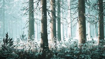 bomen in mistig winterbos ijzig en mistig video