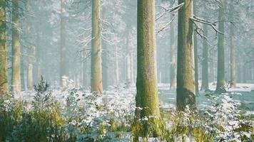 Trees in misty winter forest frosty and foggy video