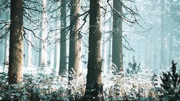 nevoeiro na floresta em um dia nublado de inverno frio com primeira neve