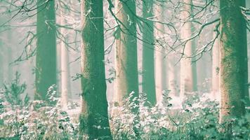 árvores na floresta de inverno enevoada gelada e nevoenta video