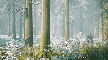 mystical winter forest with snow and sun rays coming through trees video
