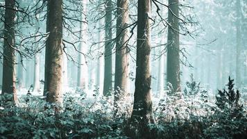 mystical winter forest with snow and sun rays coming through trees video