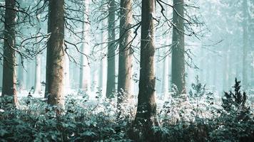 bosque de invierno místico con nieve y rayos de sol que atraviesan los árboles video