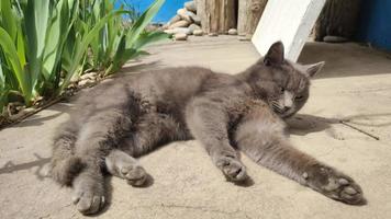 simpatico gatto grigio pigro che si crogiola al sole video