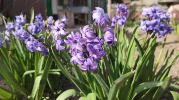 purple hyacinth flowers in the wind video