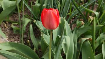 florescendo tulipa vermelha, flor ao vento na primavera, plano de fundo video