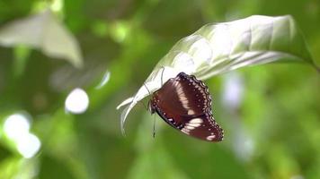 Butterfly animal perched on a green tree leaf video