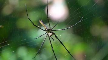 gros plan d'animaux araignées à l'état sauvage. araignées à l'état sauvage video