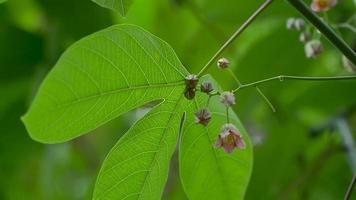 primer plano de una planta verde que muestra sus tallos, hojas y flores. material de archivo de plantas verdes en la naturaleza video