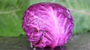 primo piano di acqua che cade sul cavolo viola isolato video