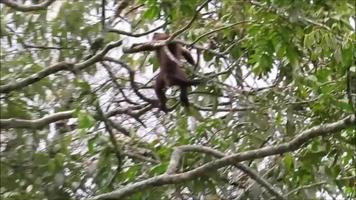 mono capuchino -sapajus- sentado en un tronco de árbol video