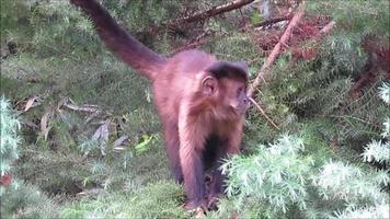 Singe capucin -sapajus- assis sur un tronc d'arbre video