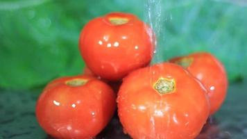 wasser, das auf bündel tomaten fällt, isoliert video