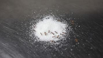 fourmi mangeant du sucre au-dessus d'un évier de cuisine