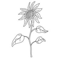 Sunflower on a long stem with leaves in doodle style. Isolated outline. Hand drawn vector illustration in black ink on white background.