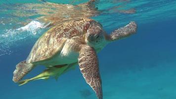 grande tartaruga verde nos recifes do mar vermelho. video