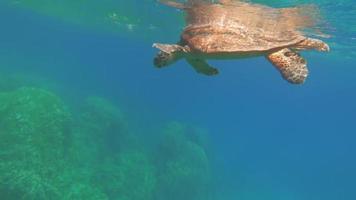 Meeresschildkröten . große Riffschildkröte .bissa. video