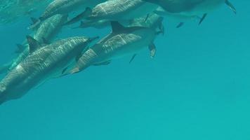 golfinhos. golfinho-rotador. stenella longirostris é um pequeno golfinho que vive em águas costeiras tropicais ao redor do mundo. video