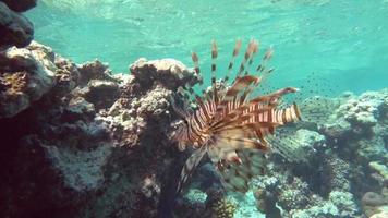 peixe-leão no mar vermelho. video