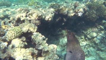 Giant moray eels. video