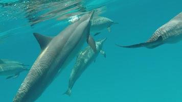 dolfijnen. spinner dolfijn. stenella longirostris is een kleine dolfijn die in tropische kustwateren over de hele wereld leeft. video