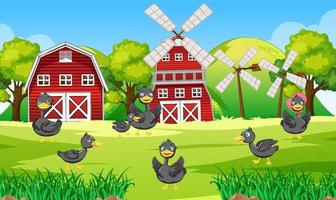escena de la granja con muchos patos en el campo vector