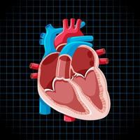 Human internal organ with heart vector