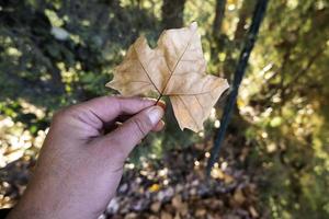 Yellow leaf in the grass photo