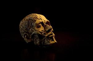 Still life art of a human skull on a black background
