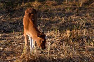 A newly born native calf feeds on rice straw in harvested fields photo