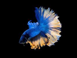 Action and movement art of beautiful Thai fighting fish on a black background photo