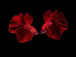 Action and movement of Thai fighting fish on a black background photo