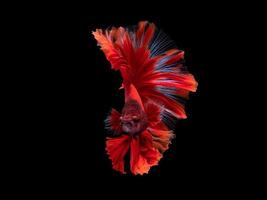 arte de acción y movimiento de hermosos peces luchadores tailandeses sobre un fondo negro foto