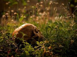 The still life of a long deceased human skull, located in the middle of a forest photo