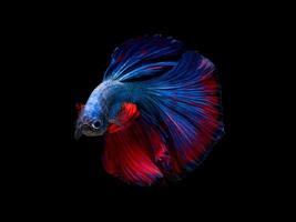 Action and movement art of beautiful Thai fighting fish on a black background photo