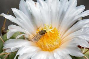 white cactus flower in the sun photo