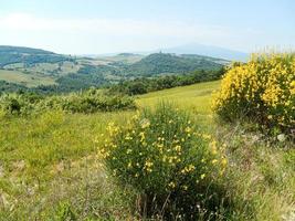 view in the hills with yellow bush photo