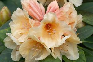 Flower of a rhododendron in May photo