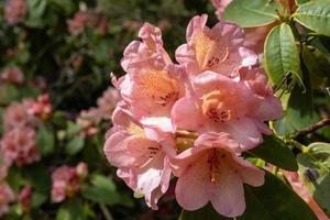 flor de un rododendro en mayo foto