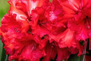 Flower of a rhododendron in May photo