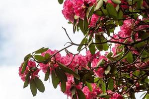 Flower of a rhododendron in May photo