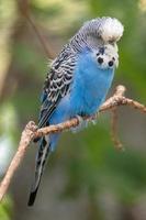 blue bird on a tree photo