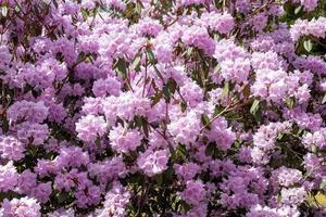 Flower of a rhododendron in May photo