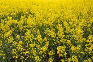 field of yellow rapeseed photo