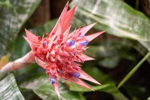 flor roja y azul brmelia foto